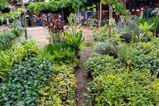 Com t&eacute;cnicas de paisagismo d&aacute; para cultivar frutas at&eacute; dentro de casa