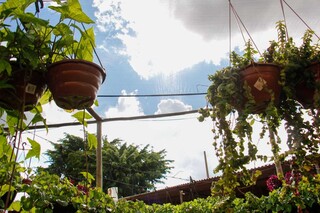 Com t&eacute;cnicas de paisagismo d&aacute; para cultivar frutas at&eacute; dentro de casa