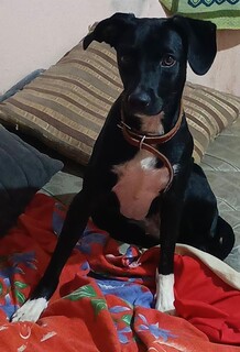 Manicure procura por vira-lata desaparecida há 13 dias no Nova Lima Manicure procura por vira-lata desaparecida há 13 dias no Nova Lima