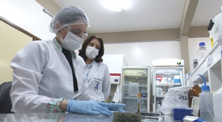 MS &eacute; um dos poucos estados que realiza testes para micose que mais mata no Pa&iacute;s