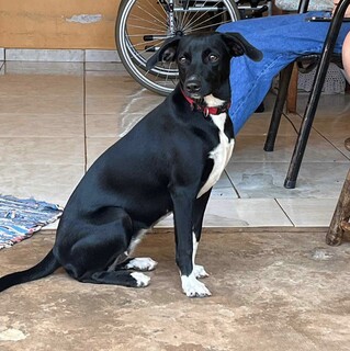 Manicure procura por vira-lata desaparecida há 13 dias no Nova Lima Manicure procura por vira-lata desaparecida há 13 dias no Nova Lima