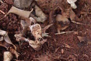 Ossada humana &eacute; encontrada pr&oacute;xima &agrave; oferenda religiosa em cemit&eacute;rio 