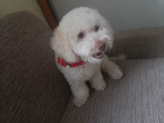 Fam&iacute;lia procura Belinha, poodle branca que sumiu no Jardim Paulista