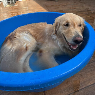 Voc&ecirc; sabia que o banho errado pode adoecer a pele do seu pet?
