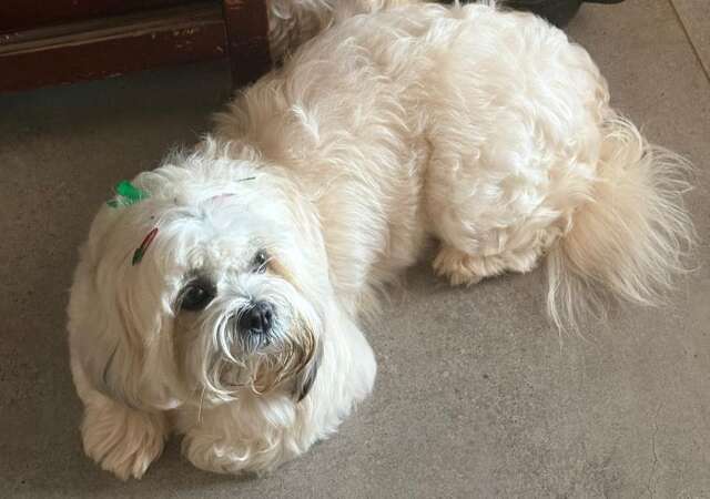 Viu a Princesa? Fam&iacute;lia busca Lhasa Apso na regi&atilde;o da Lagoa Itatiaia