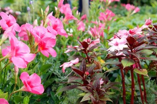 Com t&eacute;cnicas de paisagismo d&aacute; para cultivar frutas at&eacute; dentro de casa