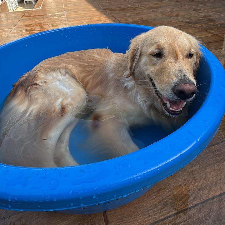Você sabia que o banho errado pode adoecer a pele do seu pet?
