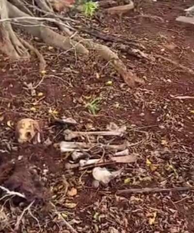 Ossada humana &eacute; encontrada pr&oacute;xima &agrave; oferenda religiosa em cemit&eacute;rio 