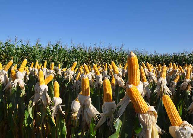 Cr&eacute;dito bilion&aacute;rio do Governo Federal refor&ccedil;a f&ocirc;lego do agro na safra 2025-2026