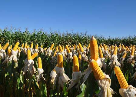 Cr&eacute;dito bilion&aacute;rio refor&ccedil;a f&ocirc;lego do agro na safra 2025-2026