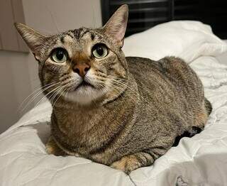 Família procura gato que foi companheiro de médica em tratamento contra câncer Família procura gato que foi companheiro de médica em tratamento contra câncer