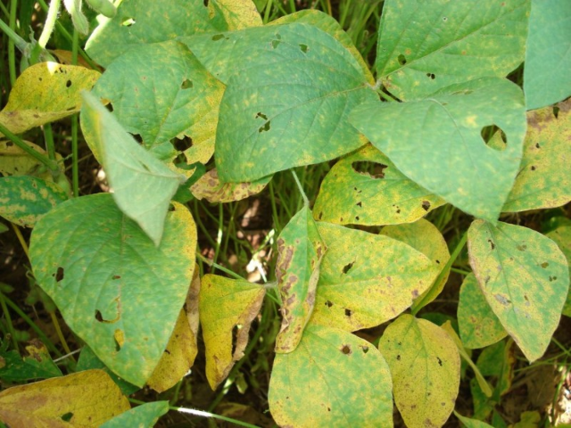 Ferrugem asi&aacute;tica j&aacute; atinge 47 lavouras de soja em 17 munic&iacute;pios