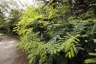 UFMS e prefeitura firmam acordo de coopera&ccedil;&atilde;o para exterminar &aacute;rvore invasora 