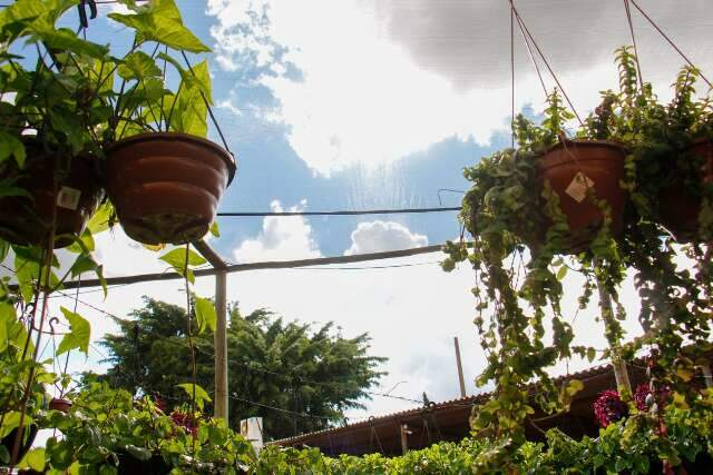 Com t&eacute;cnicas de paisagismo d&aacute; para cultivar frutas at&eacute; dentro de casa