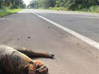MP apura subnotifica&ccedil;&atilde;o de animais atropelados em rodovias do leste do Estado