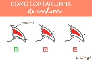 Unha longa pode causar dor cr&ocirc;nica e prejudicar locomo&ccedil;&atilde;o do seu pets