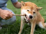 N&atilde;o &eacute; brincadeira, o instinto de ca&ccedil;a n&atilde;o sai do DNA dos c&atilde;es