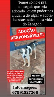 Protetora busca família para Zangado, cão de guarda sob risco de eutanásia Protetora busca família para Zangado, cão de guarda sob risco de eutanásia
