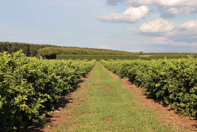 Prazo para relat&oacute;rio obrigat&oacute;rio da citricultura termina nesta quinta-feira