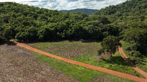 Projeto de reflorestamento levar&aacute; 500 &aacute;rvores para a &aacute;rea do Abismo Anhumas