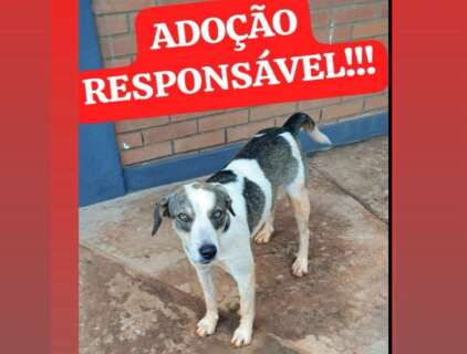 Protetora busca ado&ccedil;&atilde;o para c&atilde;o recolhido pelo GCZ ap&oacute;s incidente no Detran