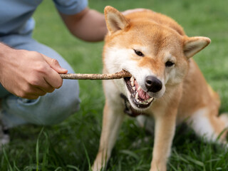 N&atilde;o &eacute; brincadeira, o instinto de ca&ccedil;a n&atilde;o sai do DNA dos c&atilde;es