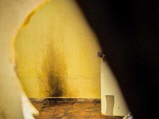 Dupla em caminhonete atira e joga coquetel molotov em port&atilde;o de casa