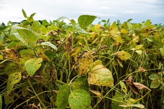 Casos disparam em janeiro e ferrugem asi&aacute;tica na soja chega a 55 registros em MS