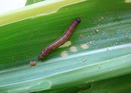 Bioinseticida da Embrapa supera 85% de efic&aacute;cia contra a lagarta-do-cartucho