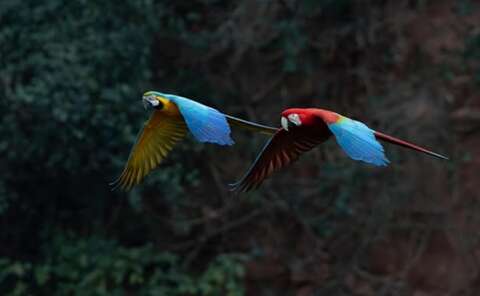 Arara-vermelha e canind&eacute; formam casal e fazem voo sincronizado em Jardim