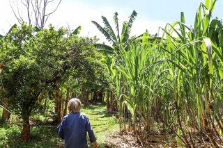 Ap&oacute;s ver a casa onde cresceu em cinzas, verdureira monta banca para trabalhar