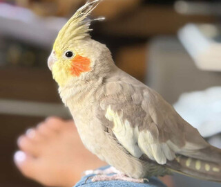 Estudante procura calopsita que fugiu no bairro Pioneiros