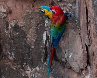 Arara-vermelha e canind&eacute; formam casal e fazem voo sincronizado 