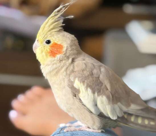 Estudante procura calopsita que fugiu no bairro Pioneiros