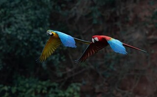 Arara-vermelha e canind&eacute; formam casal e fazem voo sincronizado 