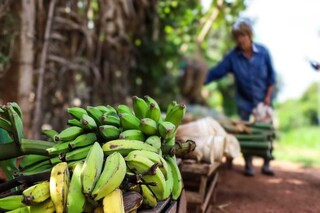 Ap&oacute;s ver a casa onde cresceu em cinzas, verdureira monta banca para trabalhar