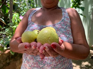 Atr&aacute;s do port&atilde;o, Doraci guarda "quintal secreto" at&eacute; com p&eacute; de caju 