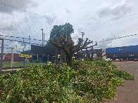 Poda de &aacute;rvores na Avenida Tamandar&eacute; gera den&uacute;ncia e multa de R$ 3 mil
