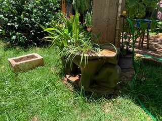 Atr&aacute;s do port&atilde;o, Doraci guarda "quintal secreto" at&eacute; com p&eacute; de caju 