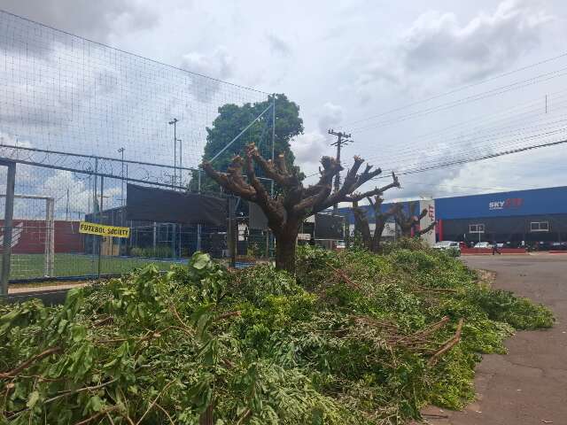 Poda de &aacute;rvores na Avenida Tamandar&eacute; gera den&uacute;ncia e multa de R$ 3 mil
