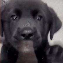 Despedida: delegada presta homenagem a Dom Frederico I, o "aumigo" do Dracco