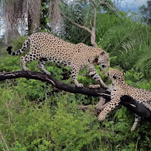 On&ccedil;a Aracy faz filhote ceder lugar favorito em &aacute;rvore no Pantanal