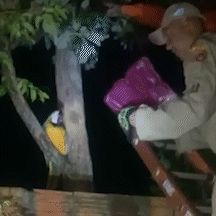 Arara-canind&eacute; ferida &eacute; resgatada durante a madrugada no Dan&uacute;bio Azul