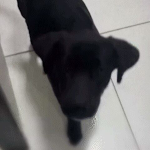 "Despedida: delegada presta homenagem a Dom Frederico I, o "aumigo" do Dracco"