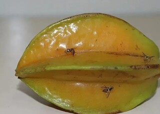 Governo federal cria centro de crise contra mosca-da-carambola