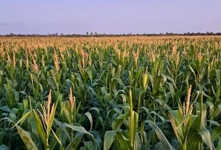 Banida fora do pa&iacute;s, atrazina permanece na &aacute;gua consumida em MS