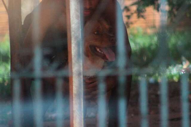 Ap&oacute;s ataque de pitbull, gr&aacute;vida recebe alta, sem complica&ccedil;&otilde;es para o beb&ecirc;