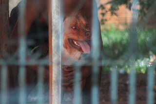 Pitbull que atacou gr&aacute;vida j&aacute; havia ferido crian&ccedil;a de 4 anos, admite tutora