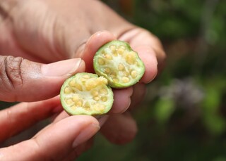 Depois da manga e da seriguela, ara&ccedil;&aacute; come&ccedil;a a aparecer nos bairros