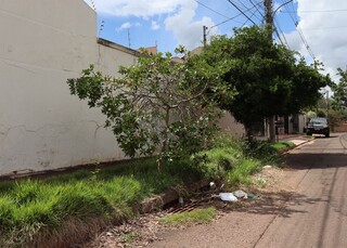 Depois da manga e da seriguela, ara&ccedil;&aacute; come&ccedil;a a aparecer nos bairros